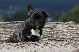 BOULEDOGUE FRANCAIS 692